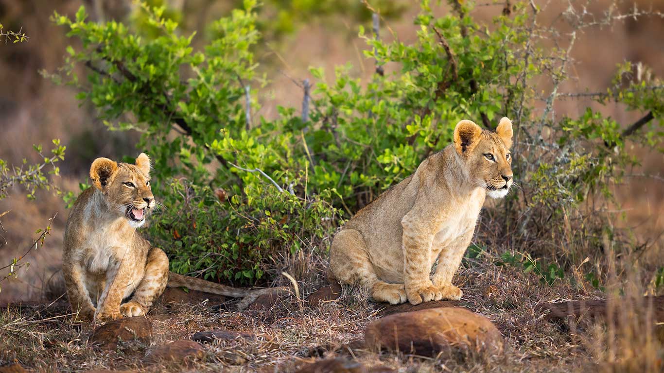Lion Cubs Call