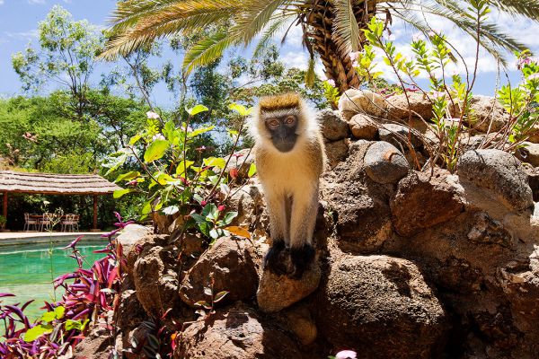 monkey-at-amboseli-sopa-lodge5092A9EF-0ABA-72AB-8D95-3BD56C1F5AC8.jpg