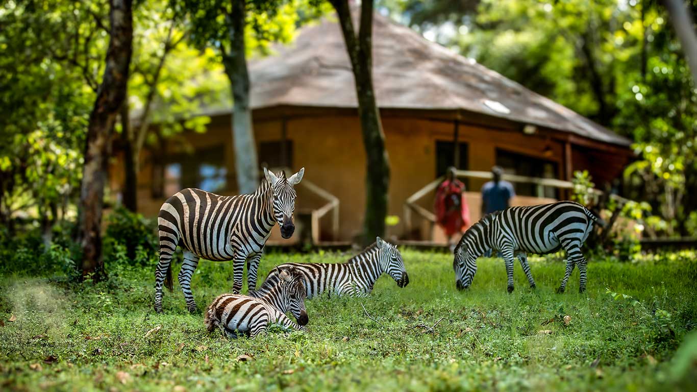 ZebrasRooms