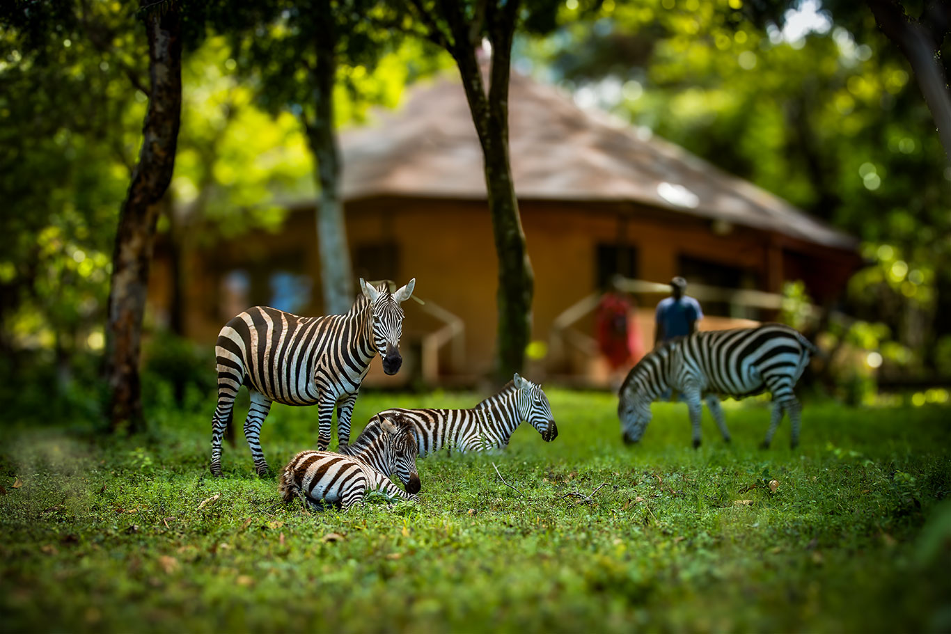 masaimara ZebrasRooms